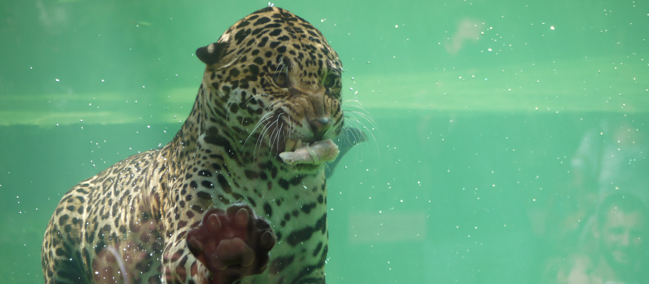 Sur les traces du jaguar