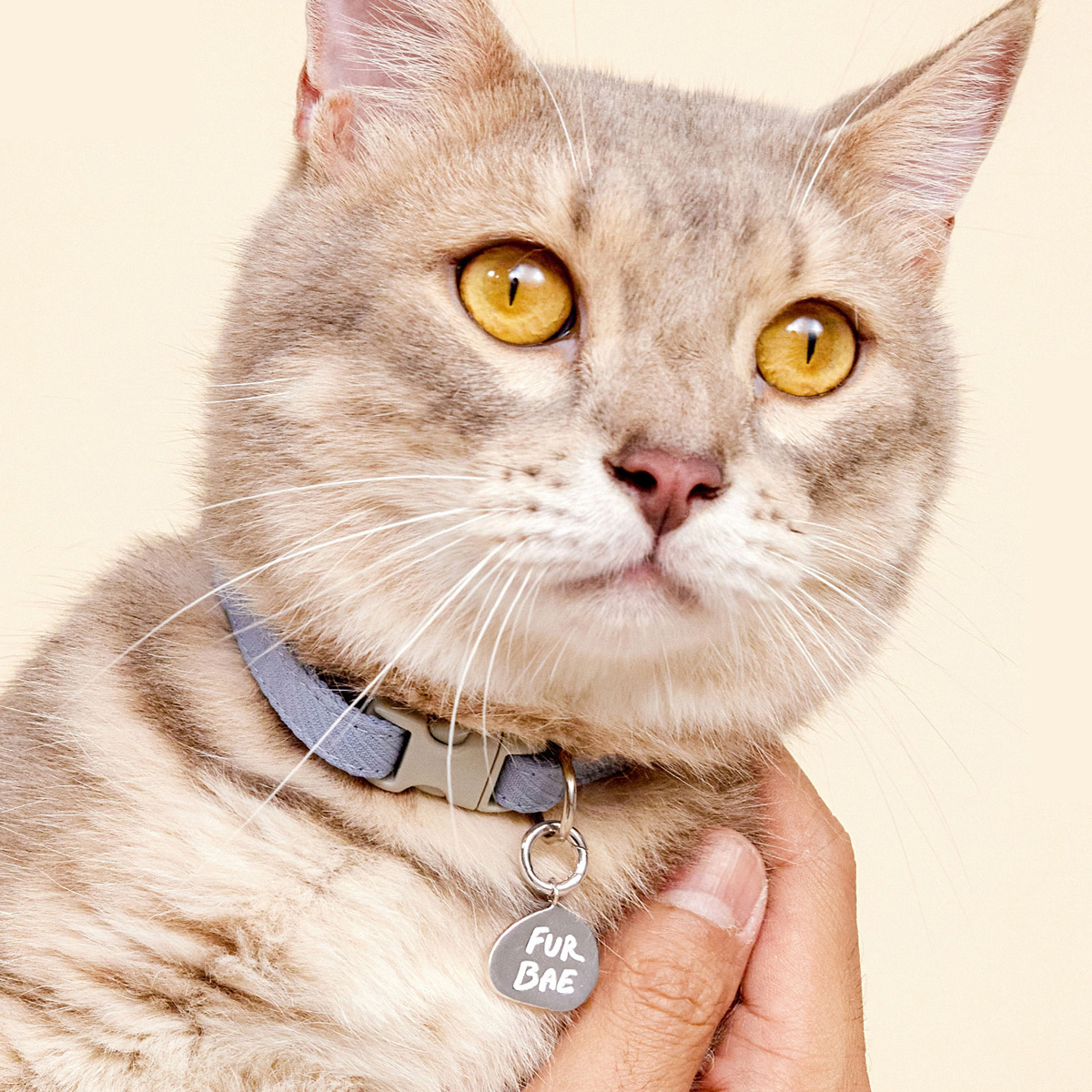 Curious Creatures debuts chic, engravable charms for your pets