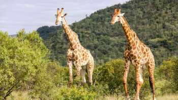 Kruger National Park Region: Free Day