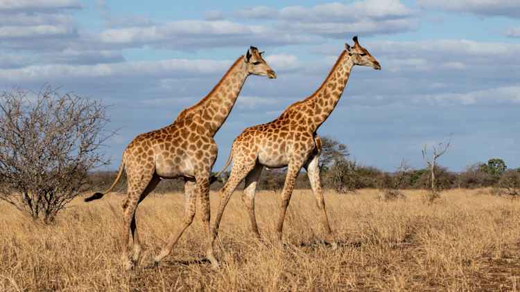 Kruger National Park Safari - South Africa Safari Tour - Expat Explore
