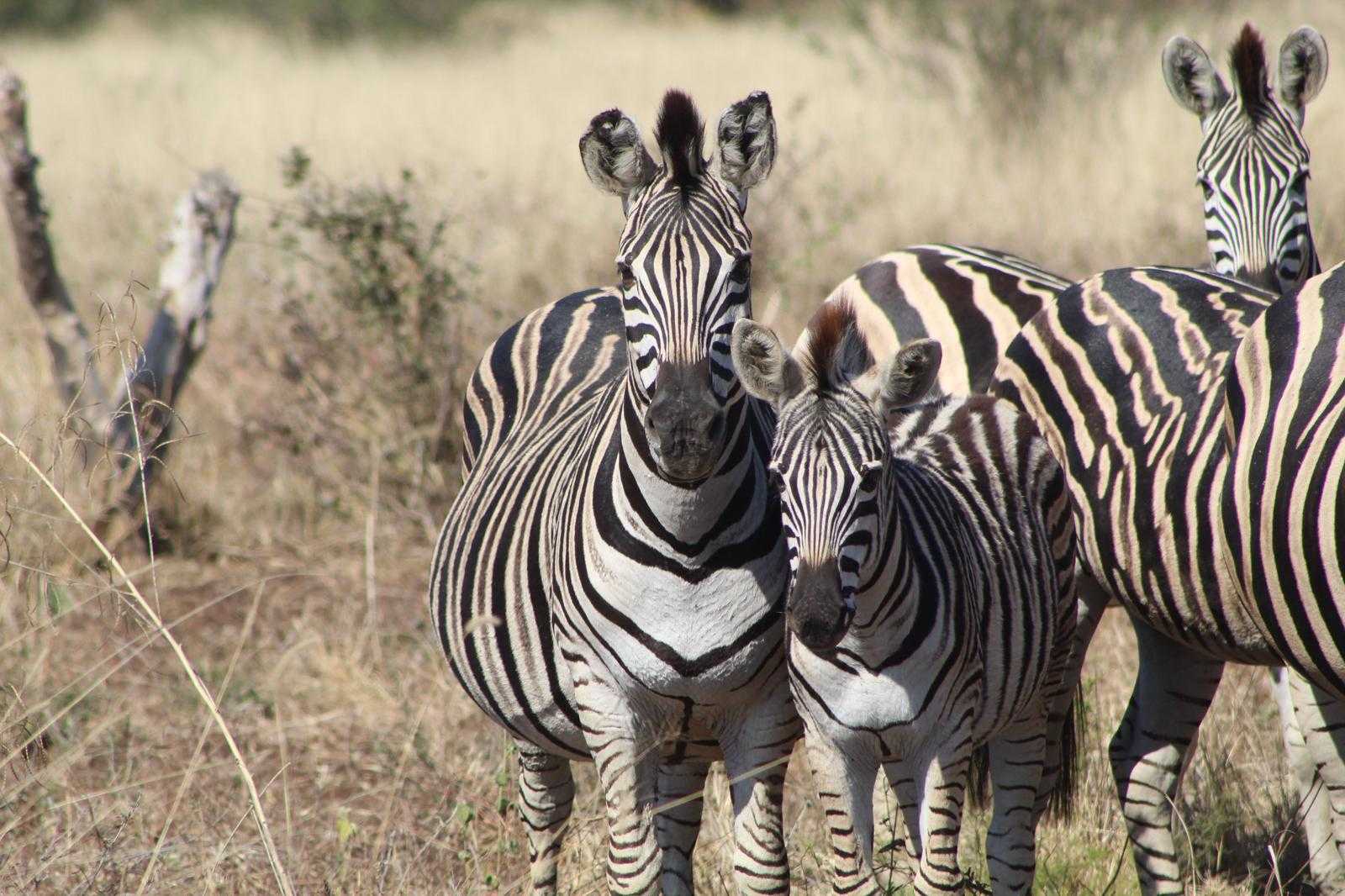 expat-explore-tour-leader-tips-travel-experts-willem-south-africa (9)