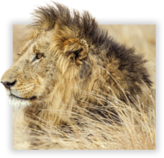 lion-head-image