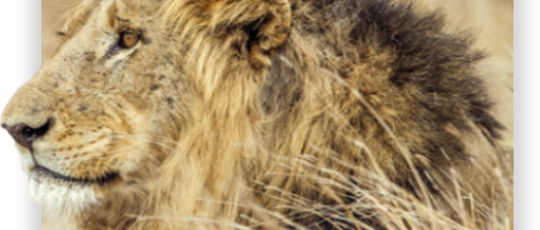 lion-head-image