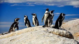 day-3-south-africa-cape-town-boulders-beach-pinguins-south-african-escape