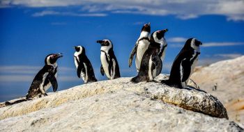 day-3-south-africa-cape-town-boulders-beach-pinguins-south-african-escape
