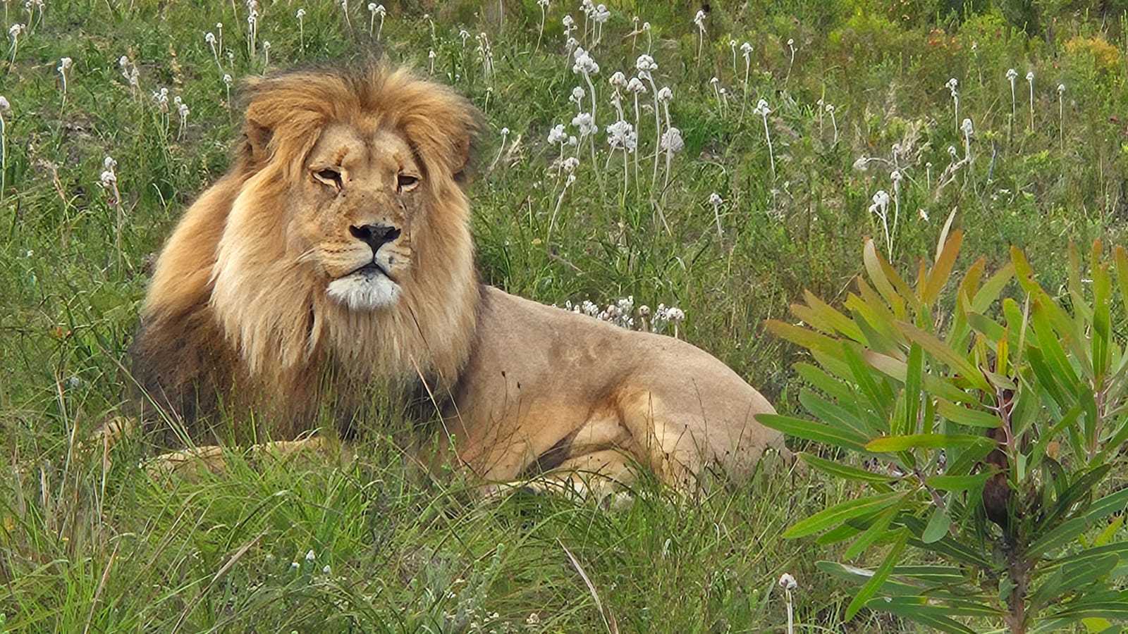 expat-explore-tour-leader-tips-travel-experts-willem-south-africa (12)