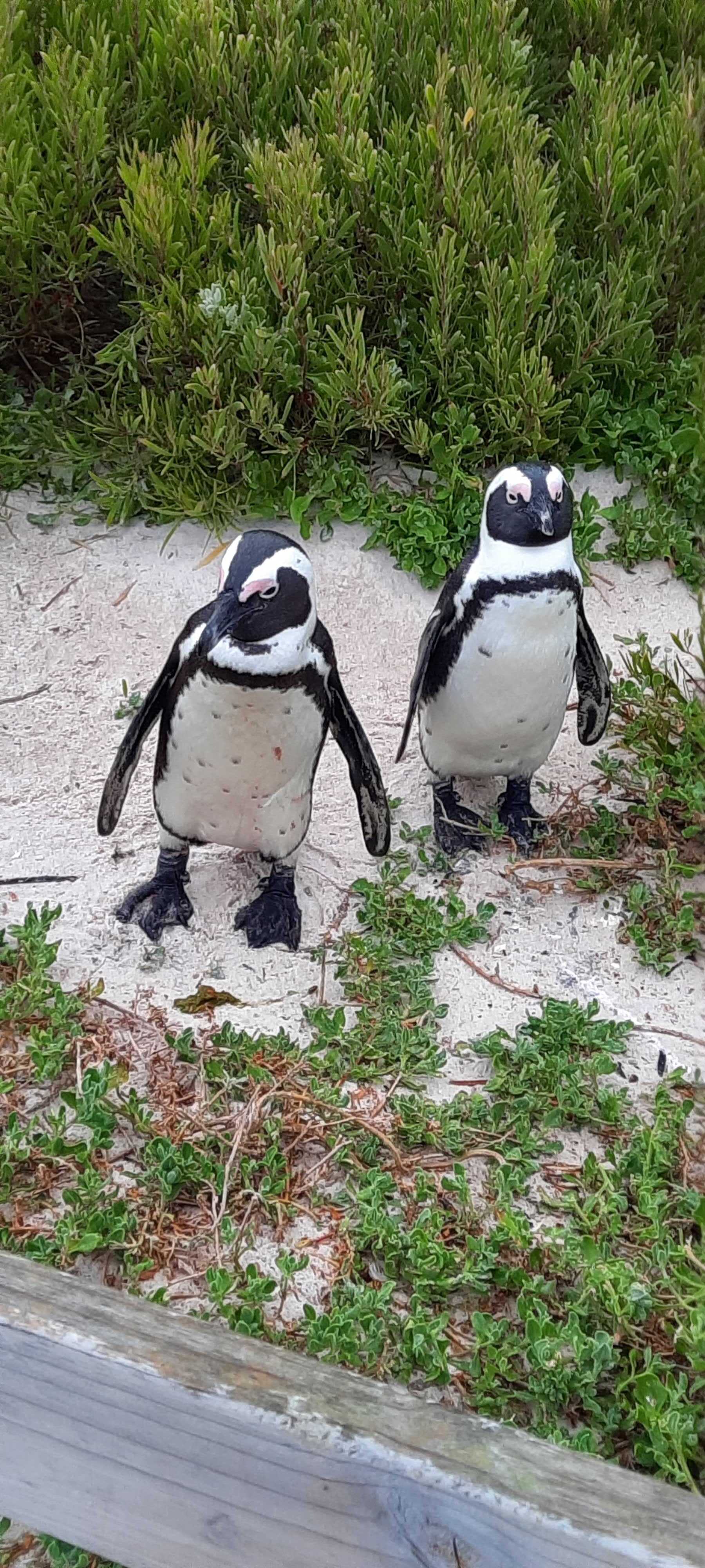 expat-explore-tour-leader-tips-travel-experts-willem-south-africa (6)