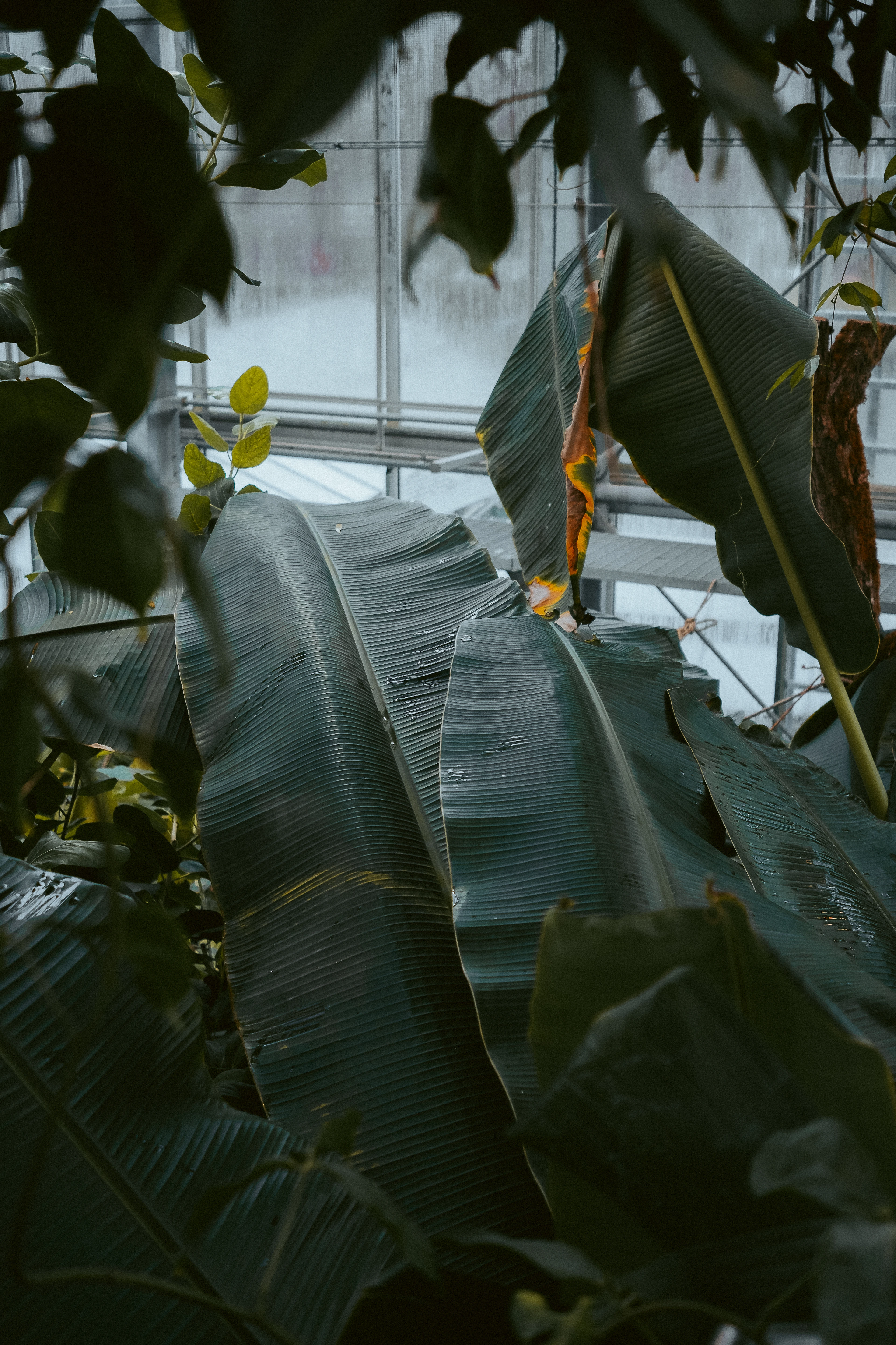 Basel Botanical Garden 003