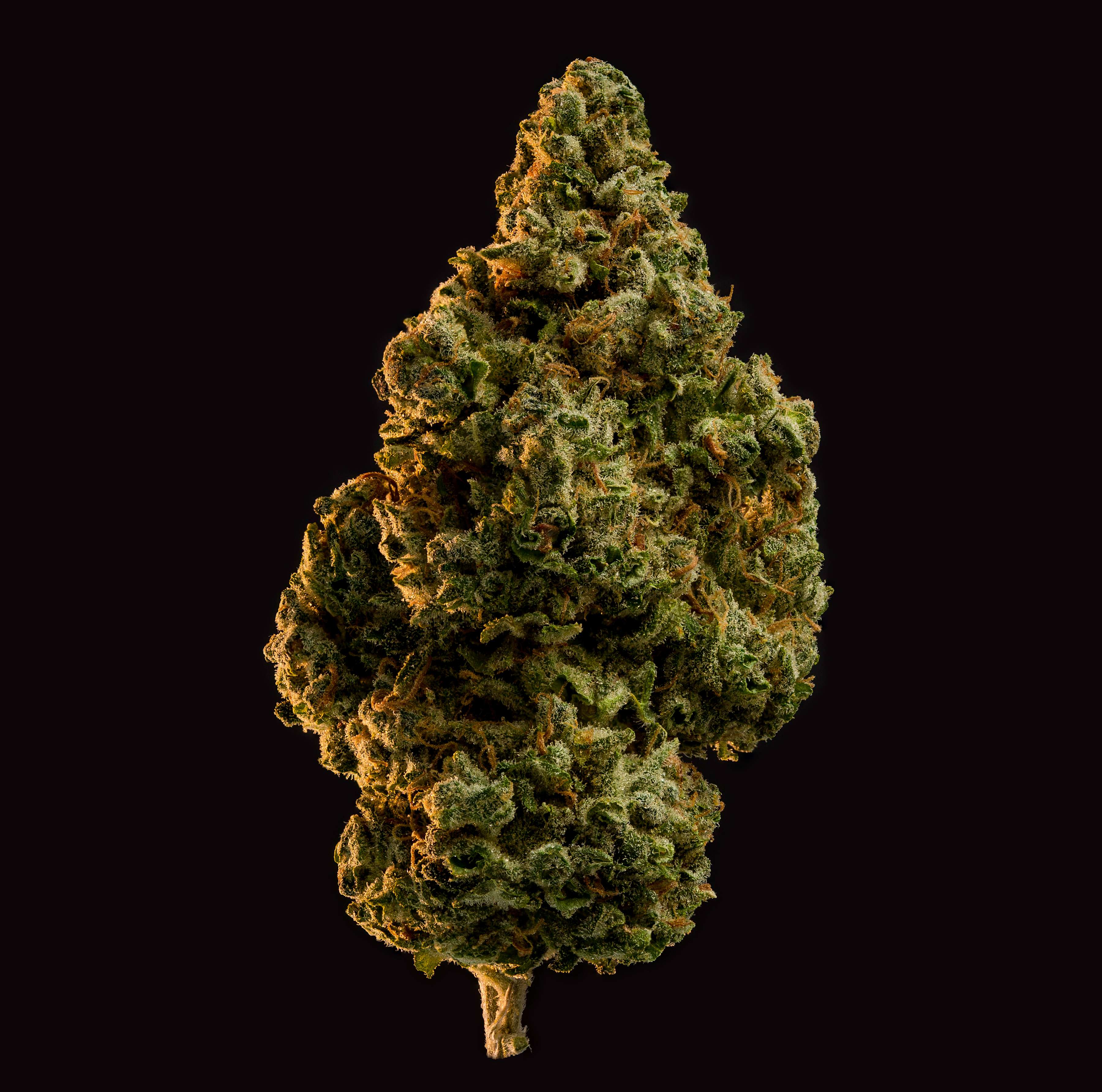 Product photography: Cannabis bud shots | Looney Bros. Photography