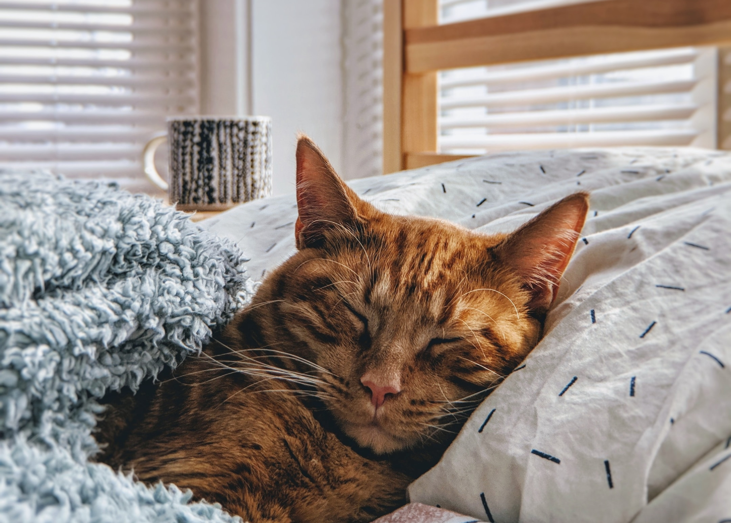home-hero-cat