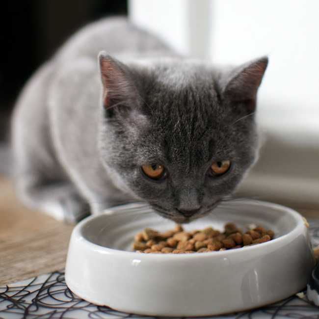 Meals Image