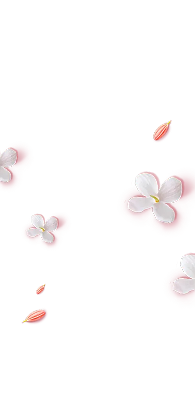 Petali di fiori di tè bianco