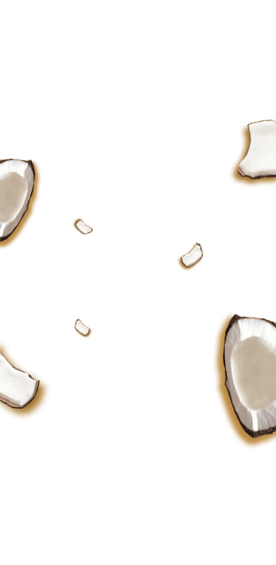 Pezzi di schegge di cocco rotte