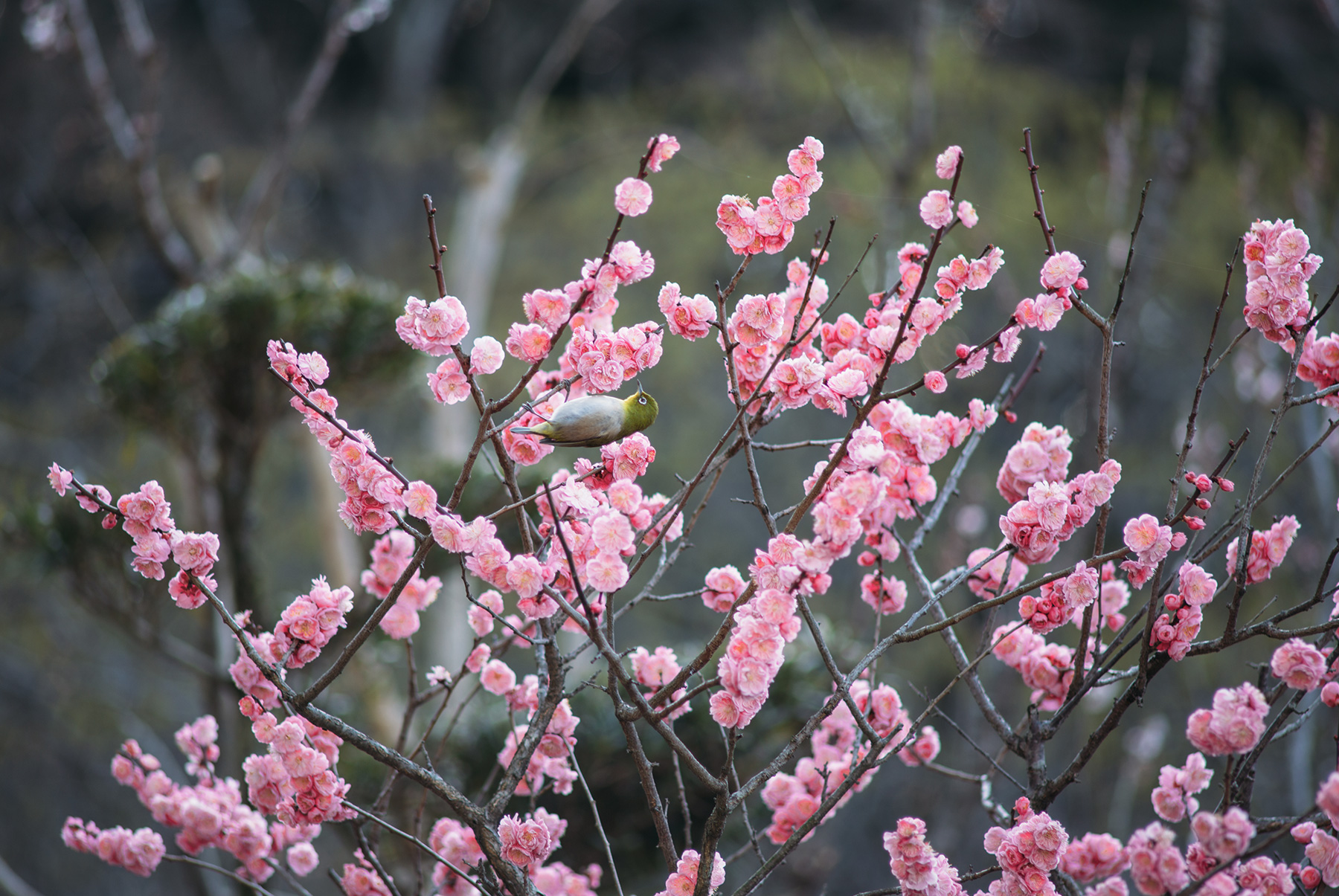 Plum Blossom