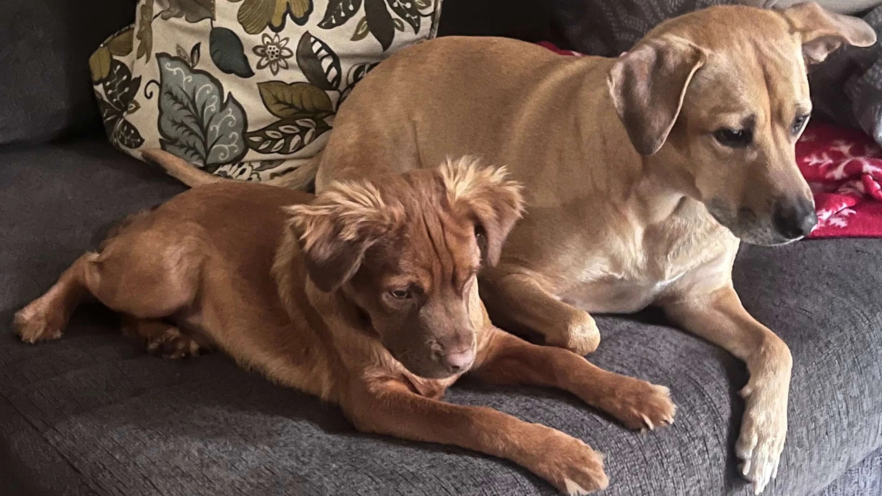 Daisy dog and Wayne puppy on the couch 