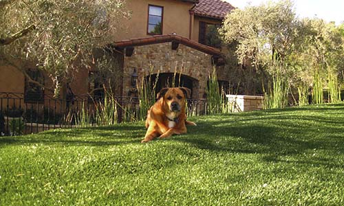 Artificial turf, dog, pets, backyard, artificial grass, universal region, daytime