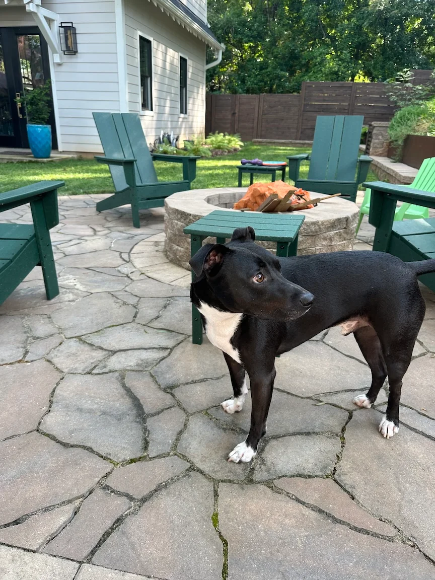 Dog sitting by fire pit with Adirondack chairs and paver patio