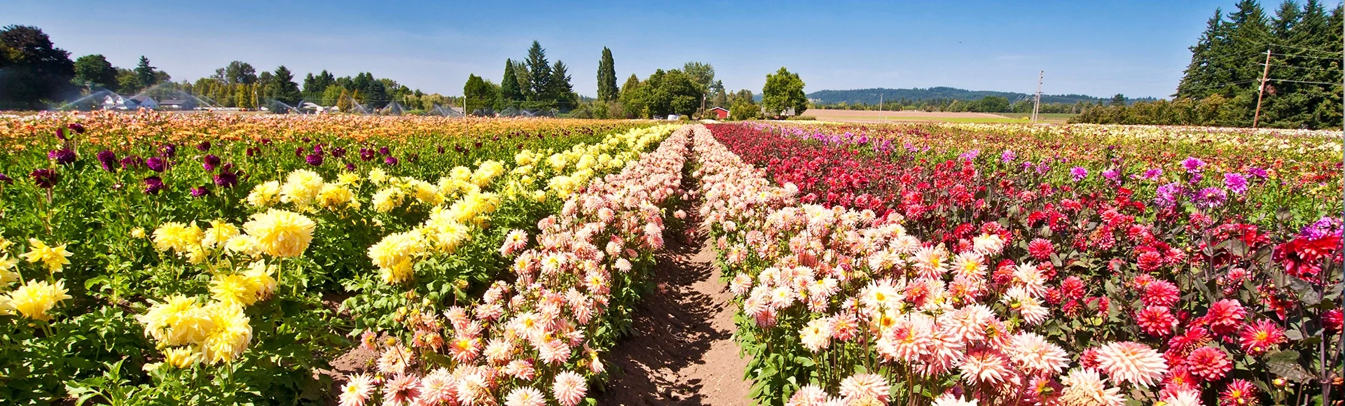 Beautiful dahlia fest in oregon