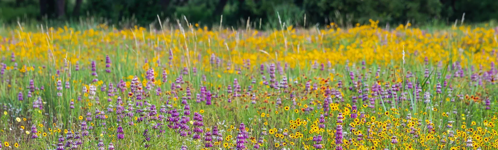 Spring wildflowers at Brushy Creek Lake Park, Austin, Texas, USA bursting with colorful yellow and purple colors