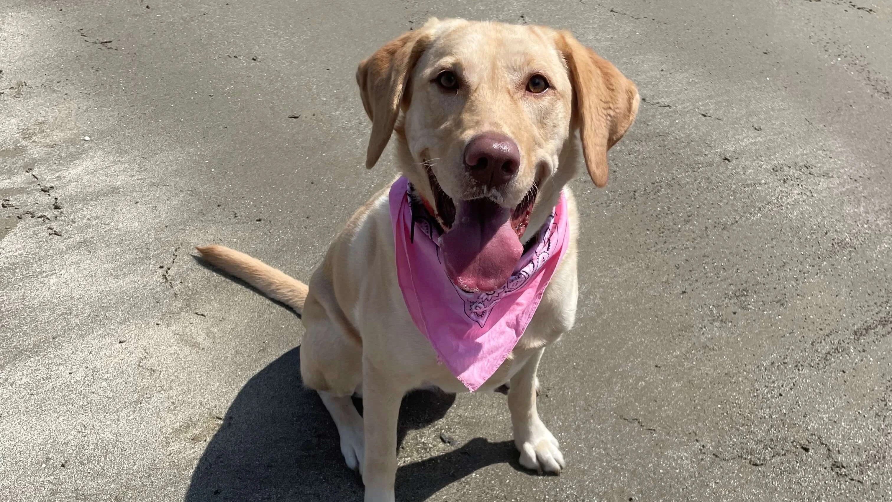 Pearl the dog in her bandana 