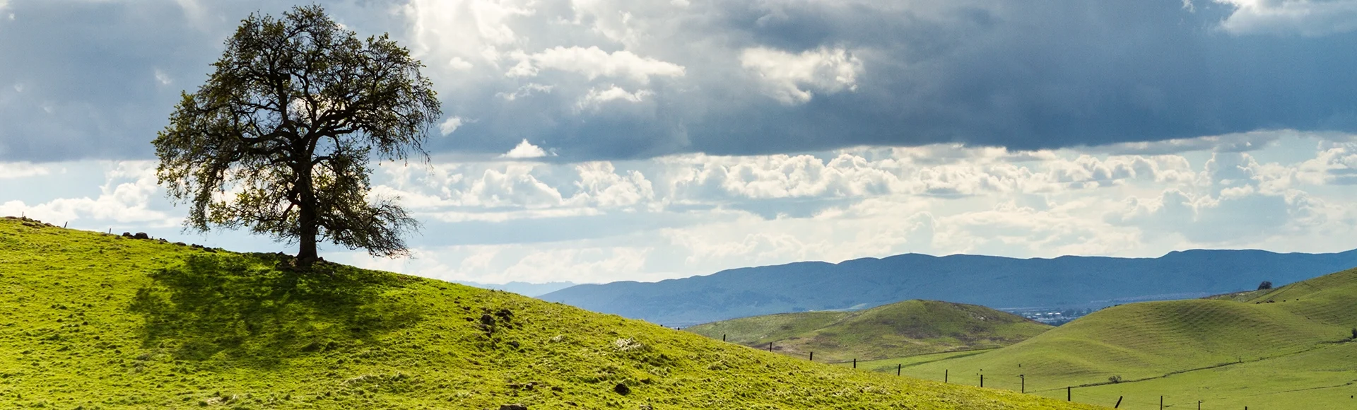 Cows and Oak - Lagoon Lake Park, Vacaville, California, USA