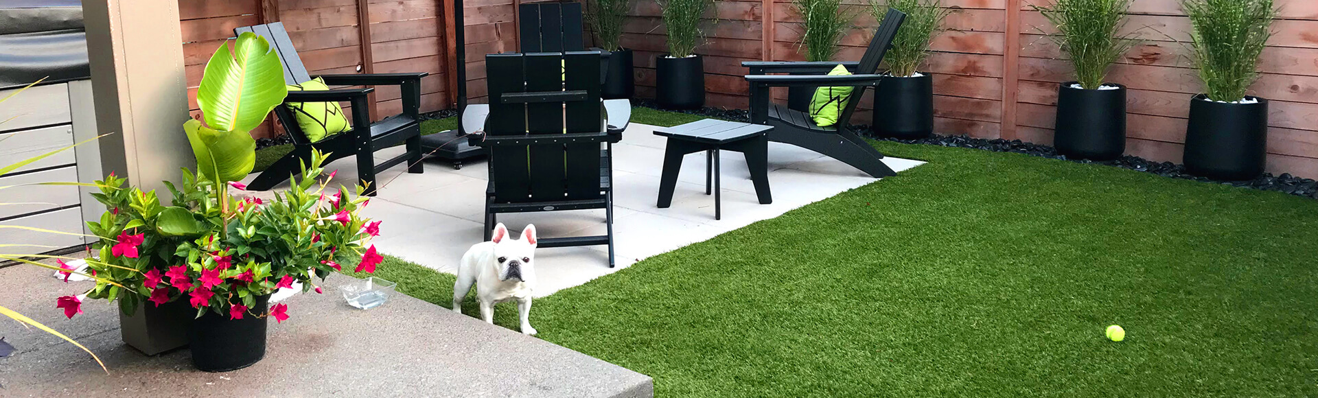 Tiny white french bulldog enjoying turf lawn