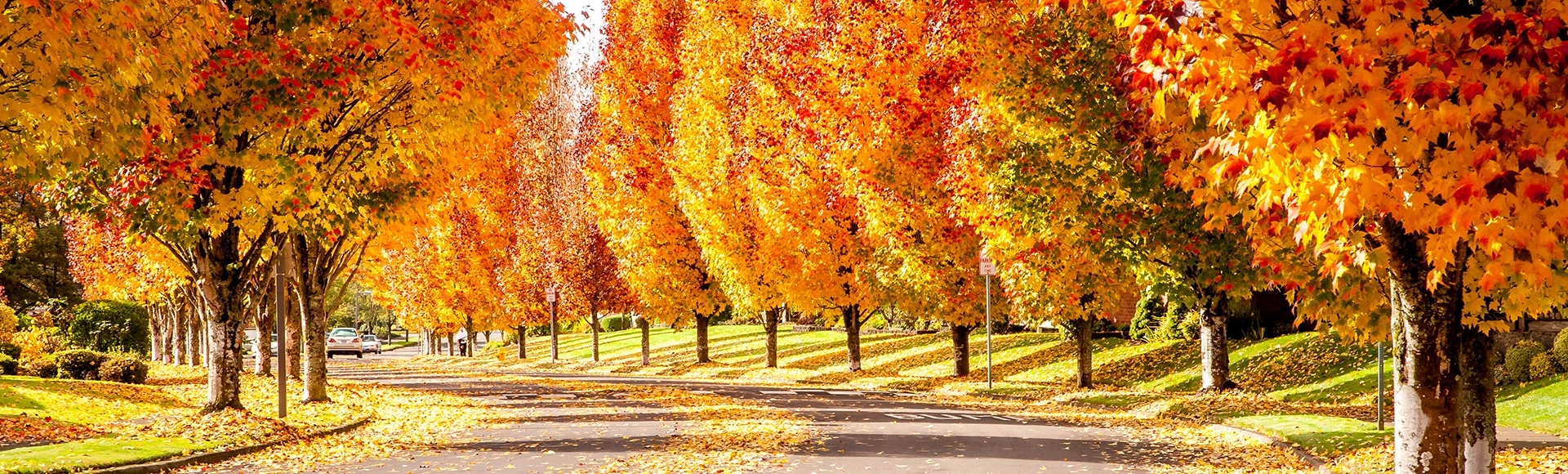 Maple trees showing fall colors on a street in south west Portland, Oregon