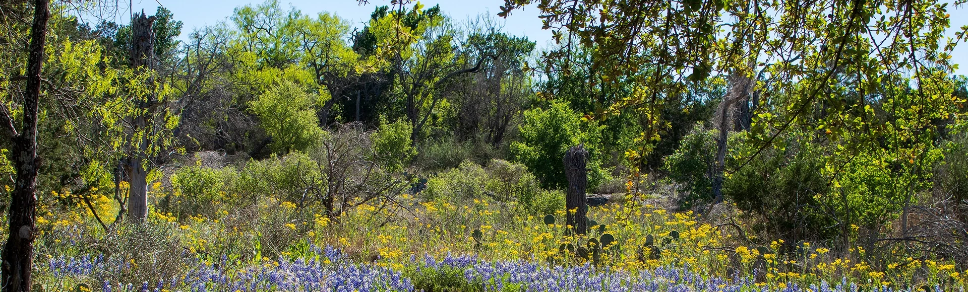 Blue bonnets in Burnet County Texas.