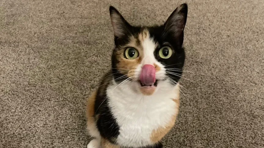 Lindy the calico cat with her tongue out