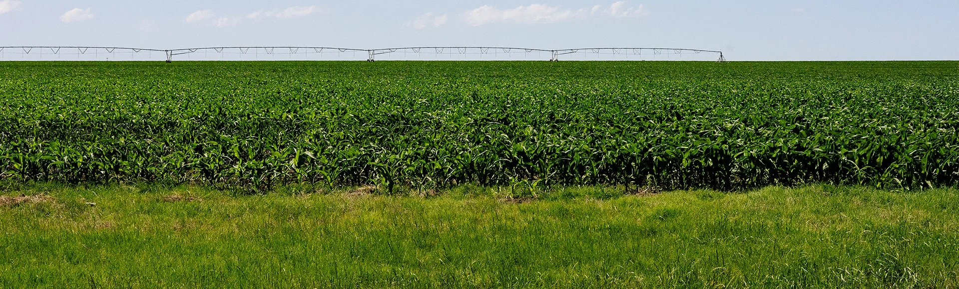 An agriculture field in Floresville Texas which is located in Wilson County, Texas in the San Antonio demographic area.