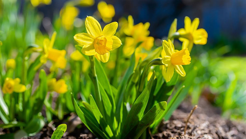 flowers