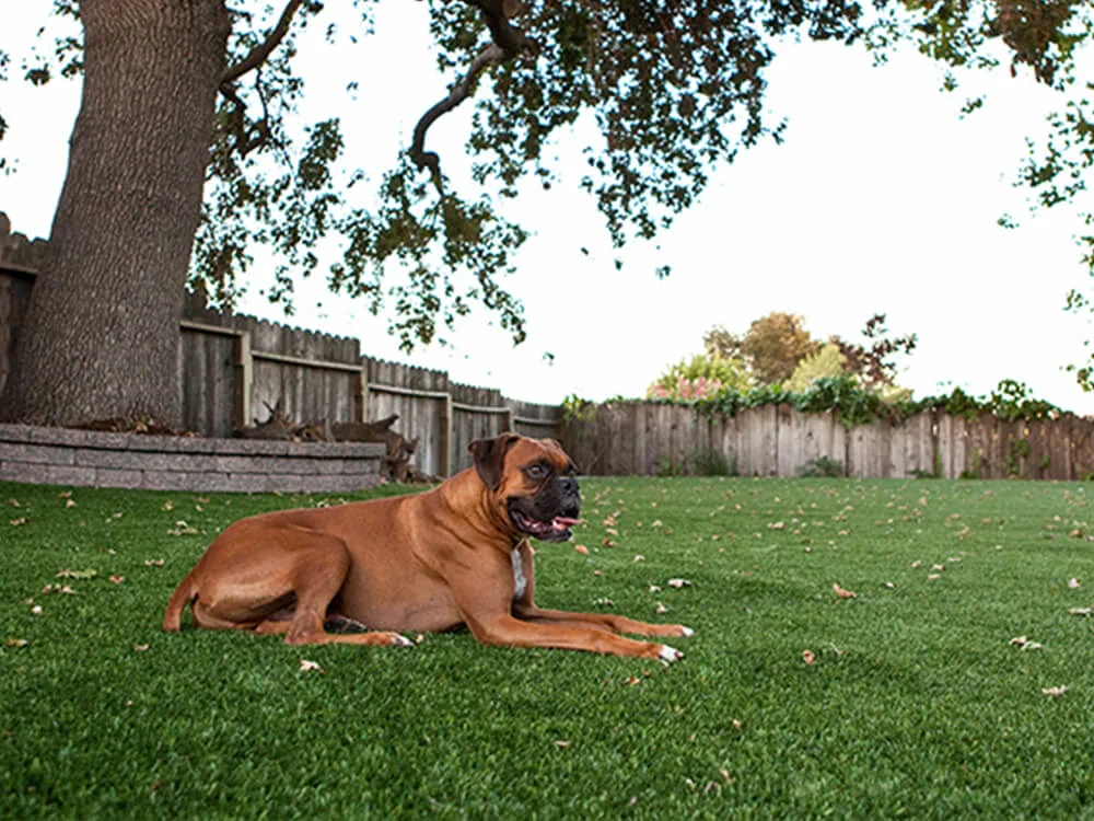 dog on turf