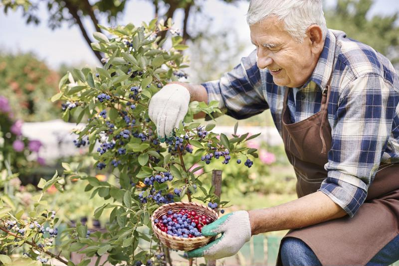 man picking blueberries