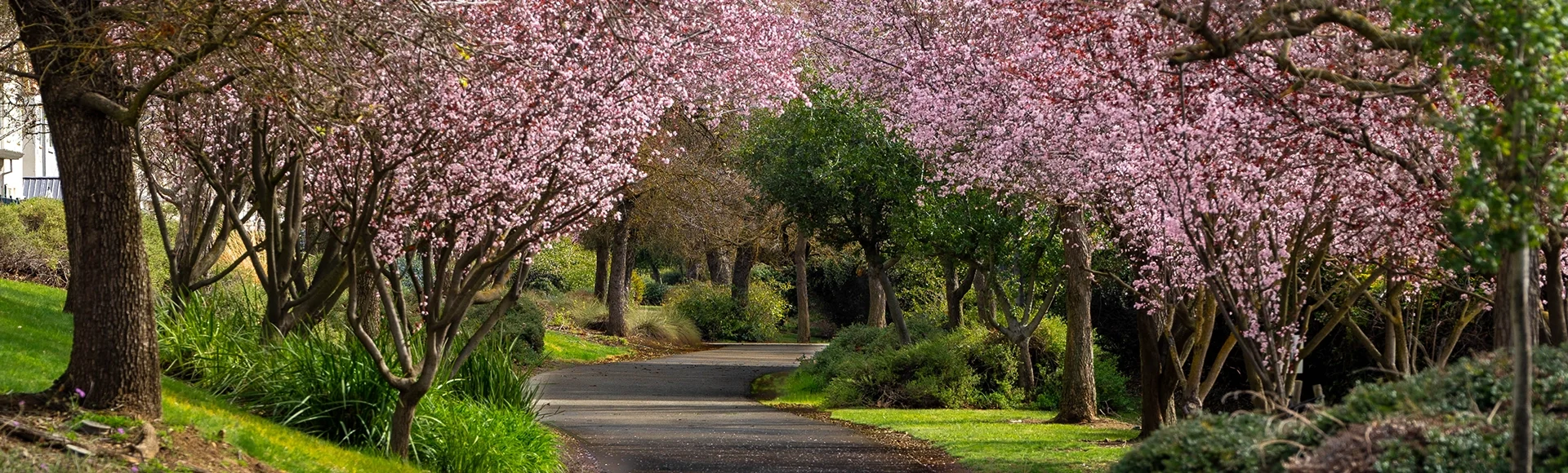 Rancho Cordova Green Belt