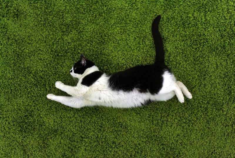 cat on turf