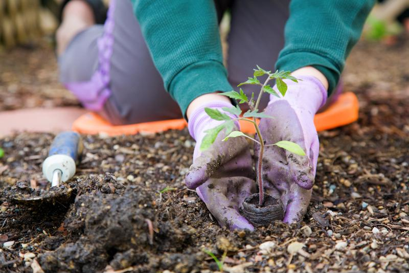 planting