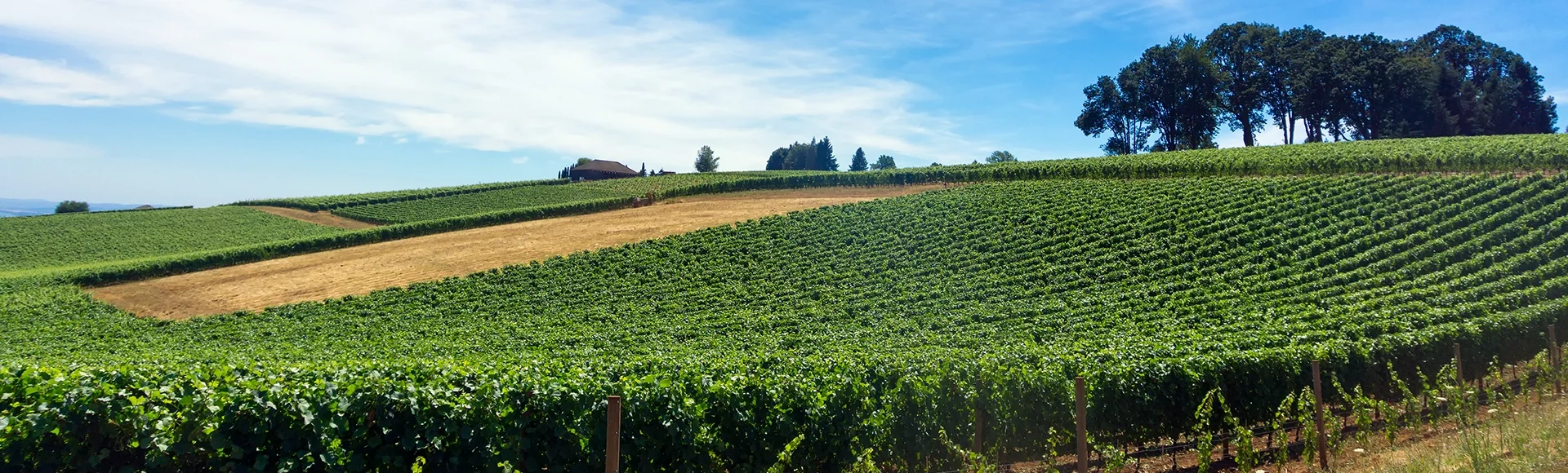 Vineyard and Sky McMinnville Oregon