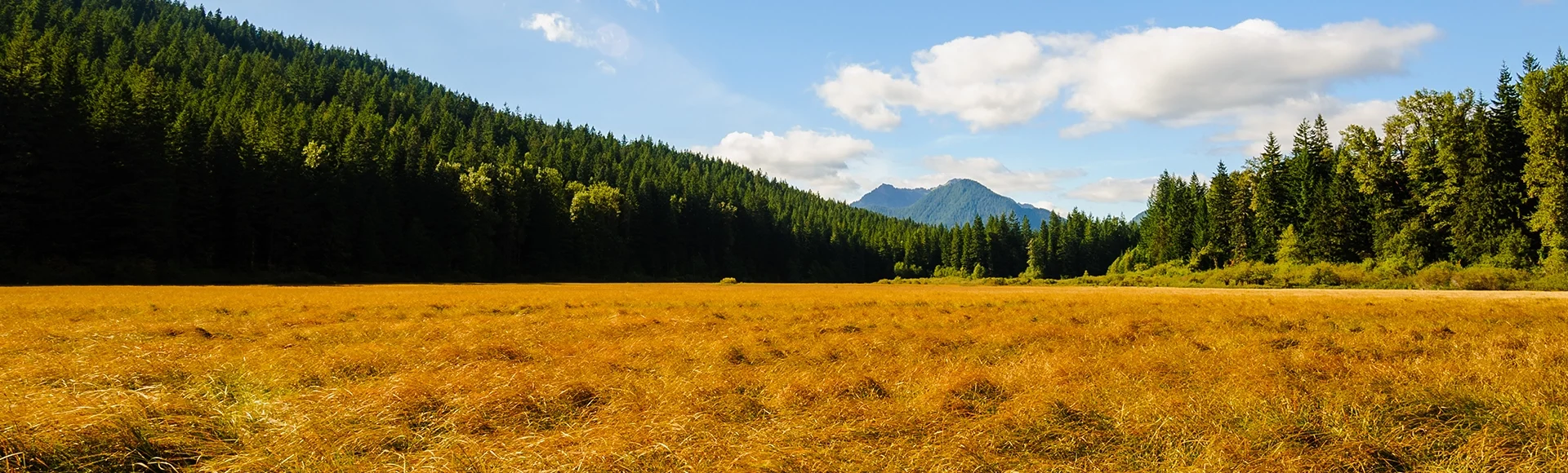Bear Prairie, Lewis County, Washington. 2016
