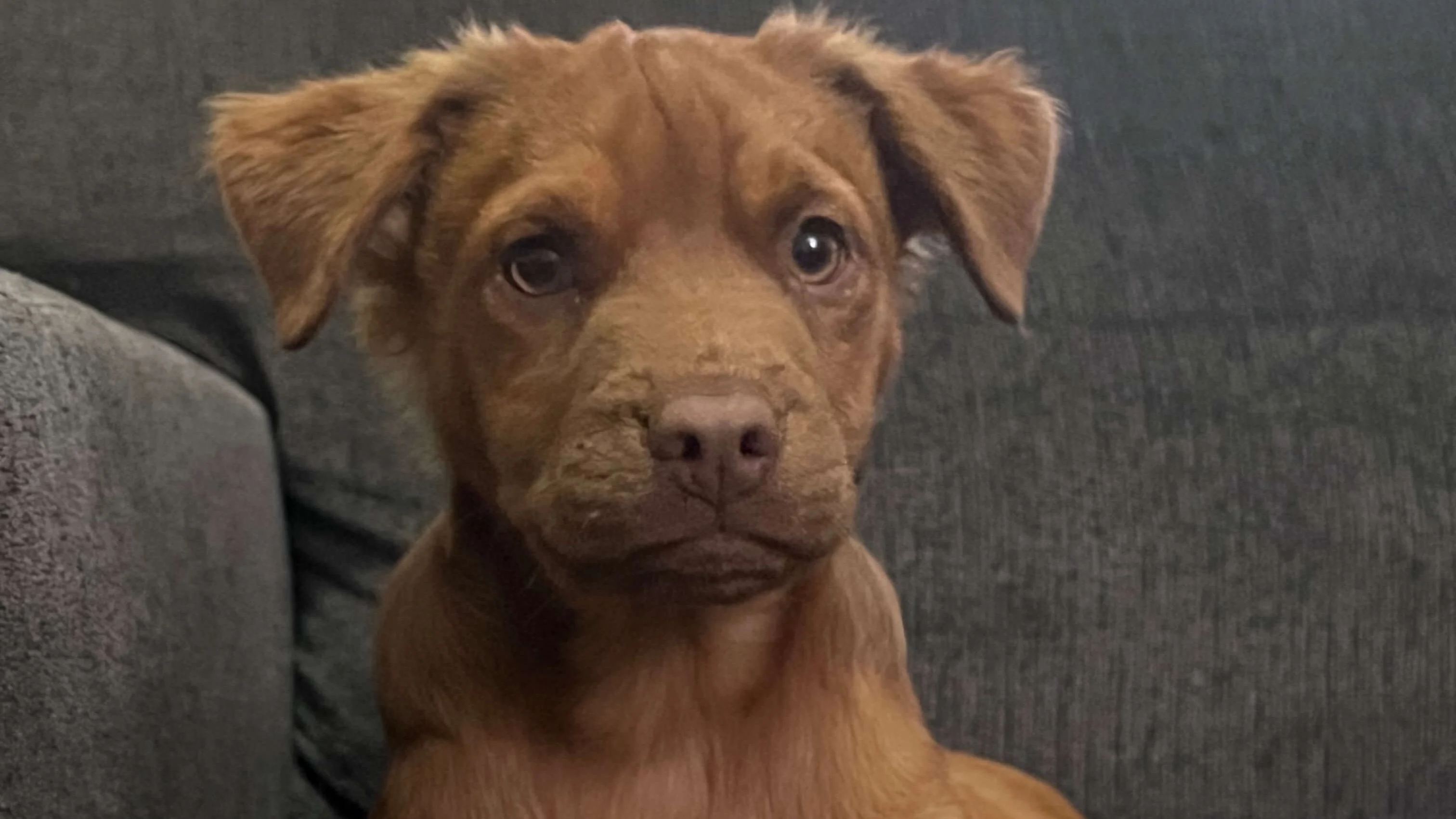 Wayne the Puppy Looking Cute