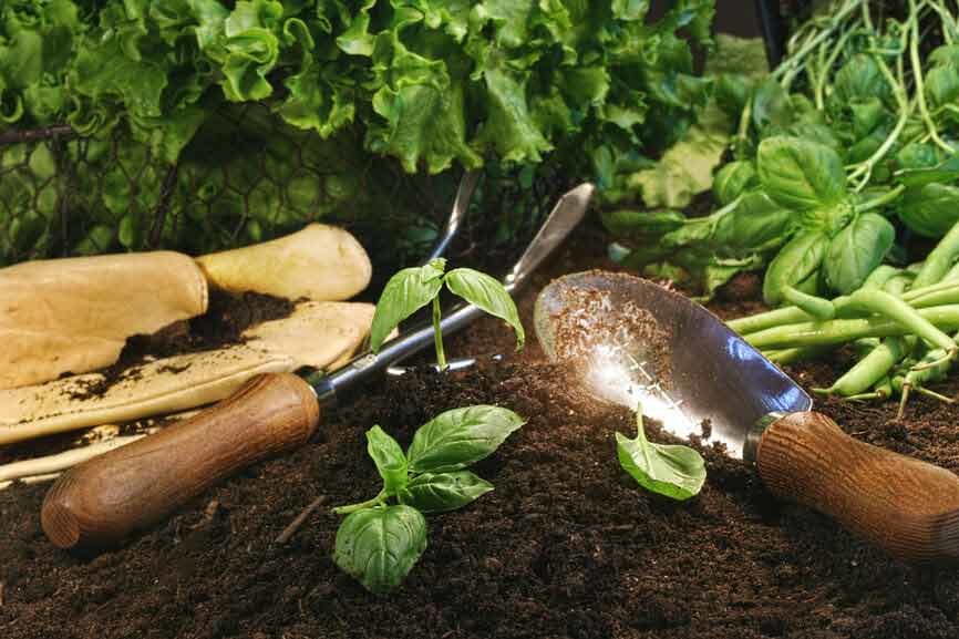 gardening basil