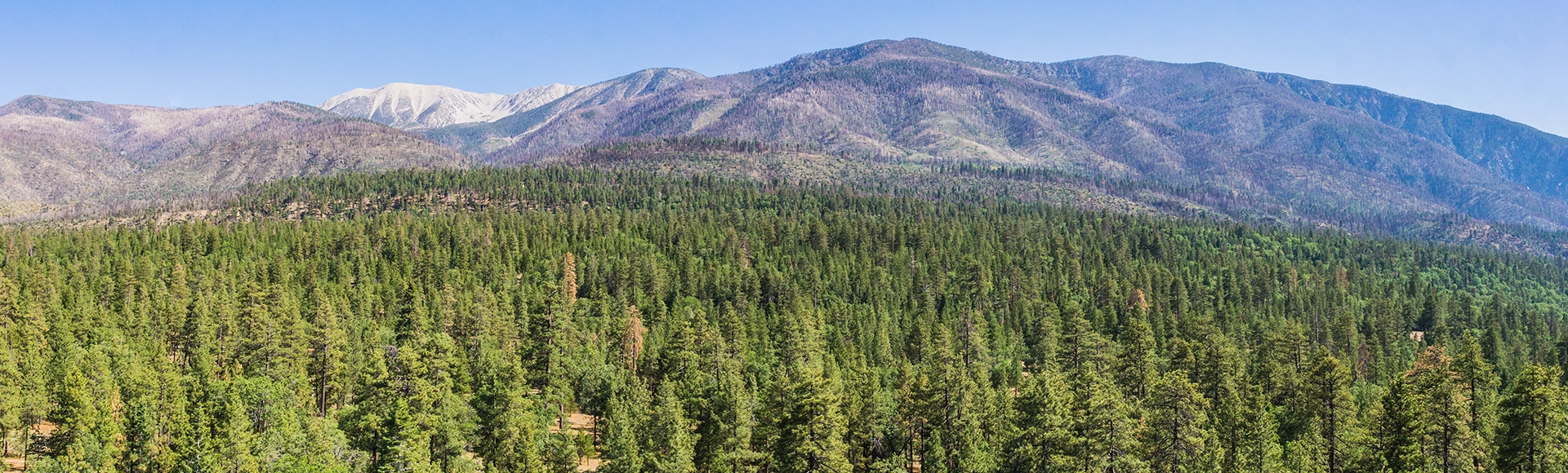 Sea of pine trees at the base of the mountains in the San Bernadino National Forest of California.