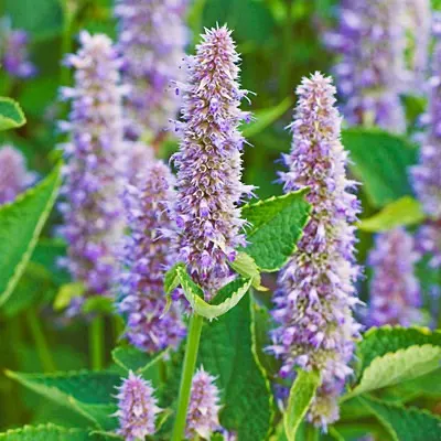 purple flowers