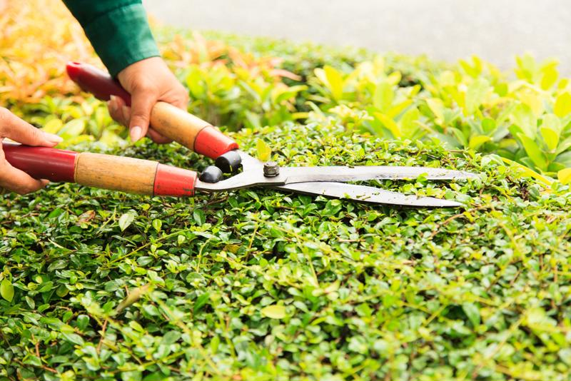 gardening