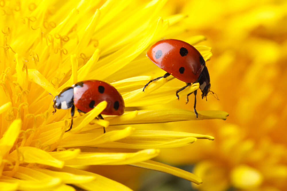 ladybugs yellow flower