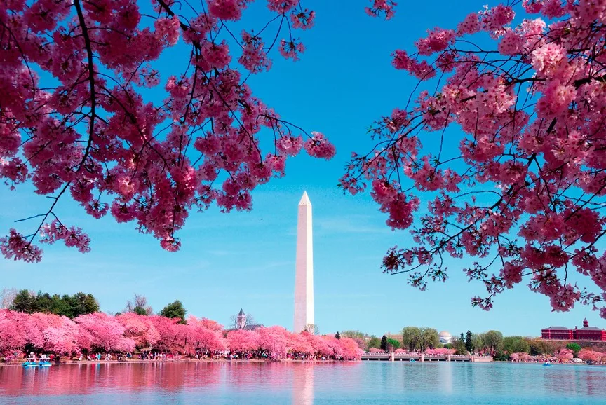 cherry blossoms and the washington monument