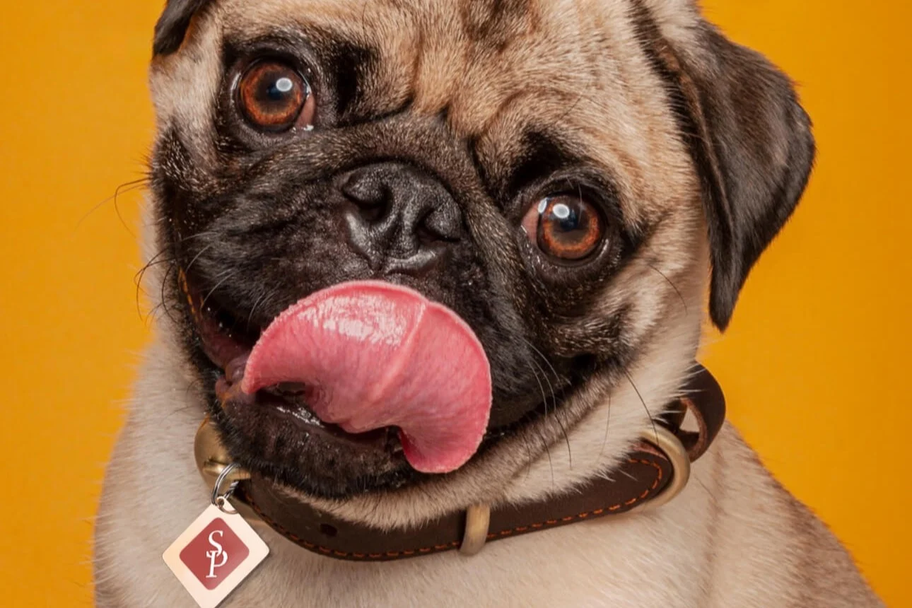 Rupert the pug reps System Pavers on his dog collar