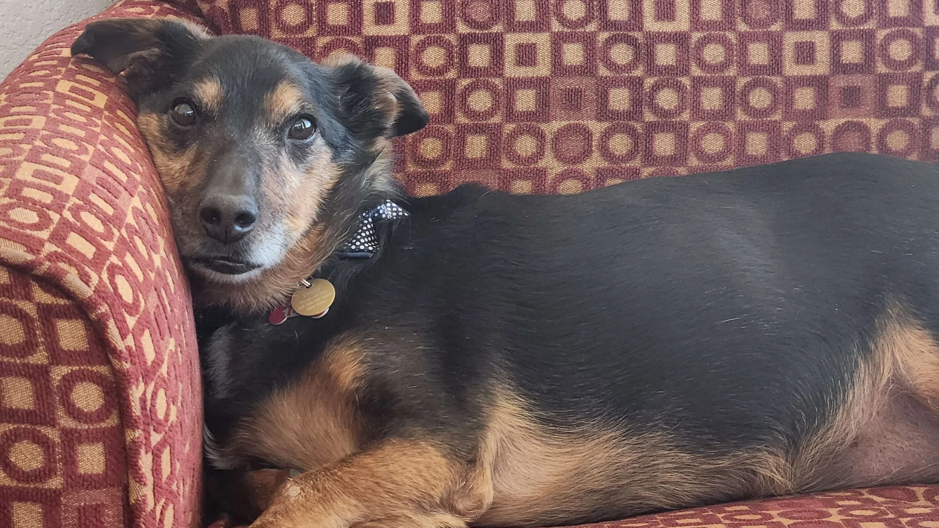 Wally the dog sits in Ross's chair