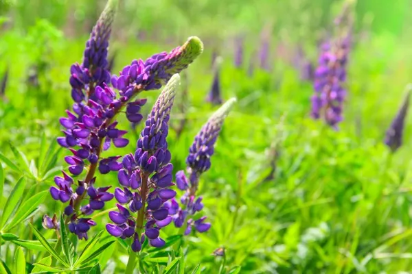 purple flowers