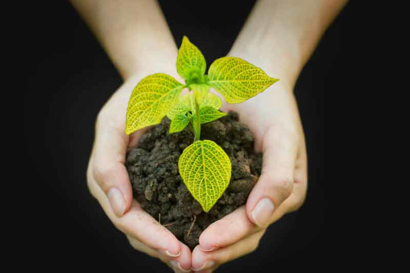 hands holding seedling