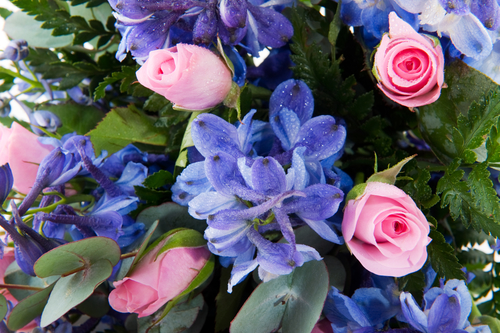 pink and purple flowers